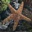 starfish10's Avatar